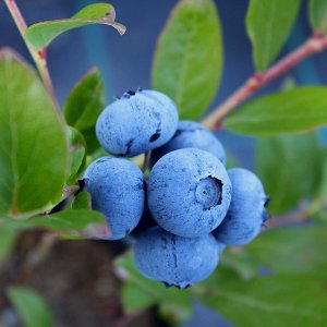 Čučoriedka kanadská (Vaccinium corymbosum) ´DUKE´ – skorá 30-60 cm, kont. C1L